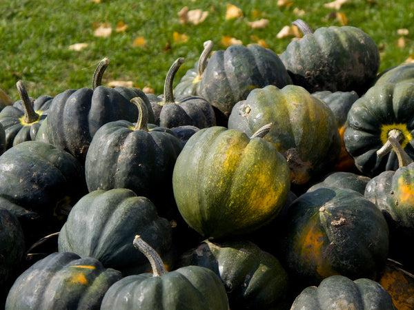 Squash, Acorn - Per LB