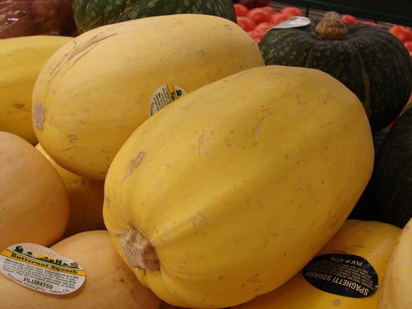 Squash, Spaghetti - Per LB