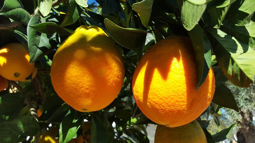 Oranges, Navel - Per LB