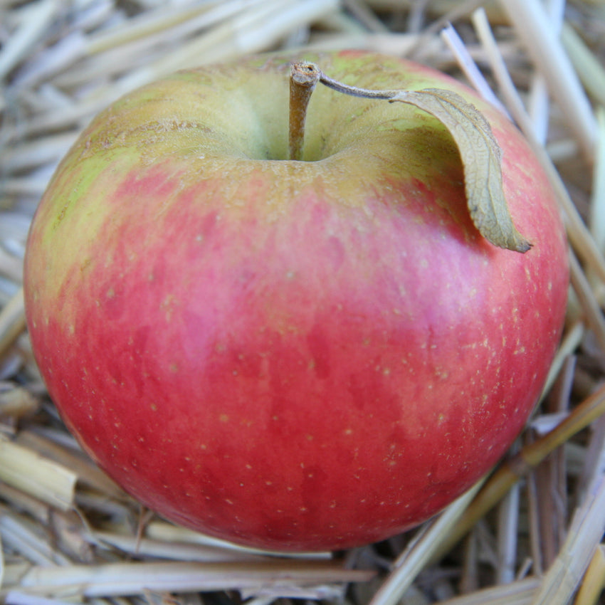 Apples, Honeycrisp - Per LB