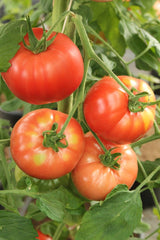 Tomatoes, Beefsteak - Per LB