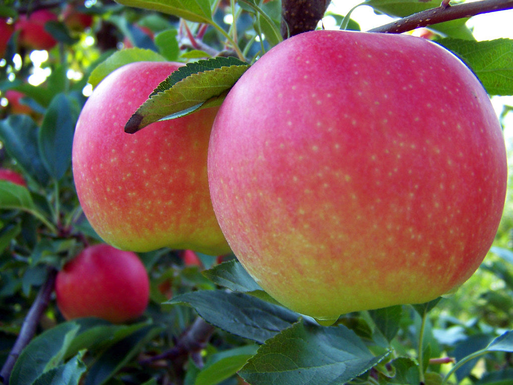 Fresh Gala Apples (6 LBS) The Actual Fruit